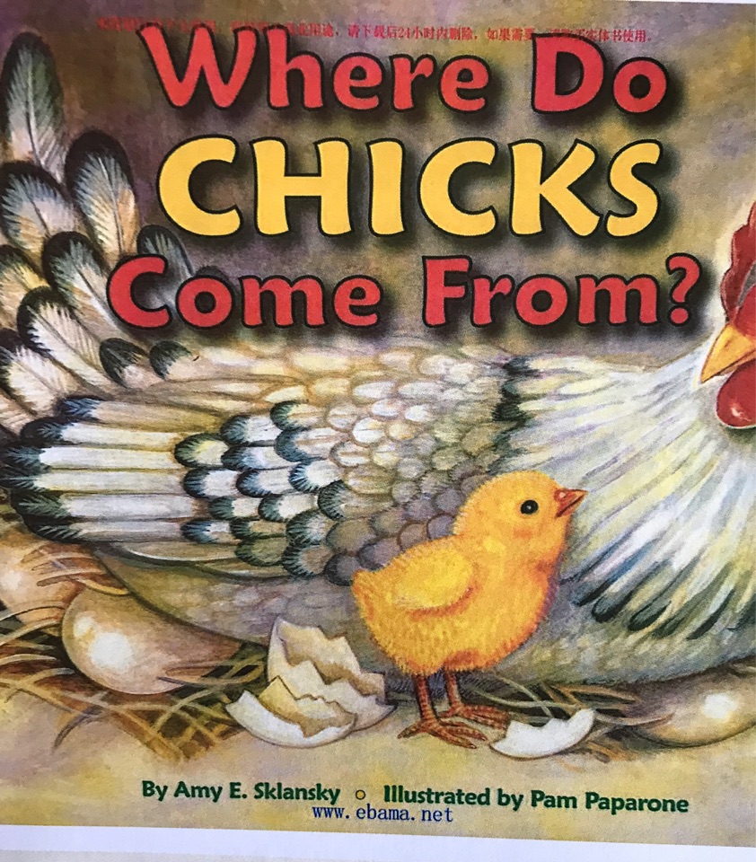 What do chicks come from?