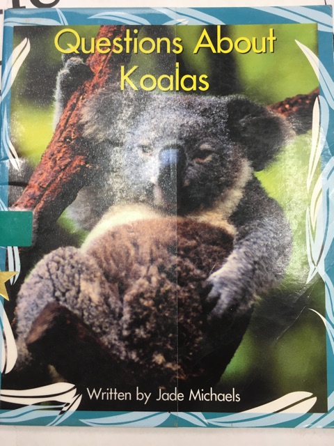 questions about koalas