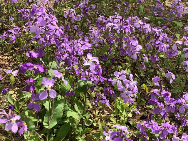 那些花儿 北京城区常见野花 小花生