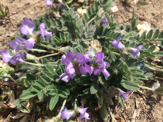 那些花儿 北京城区常见野花 小花生