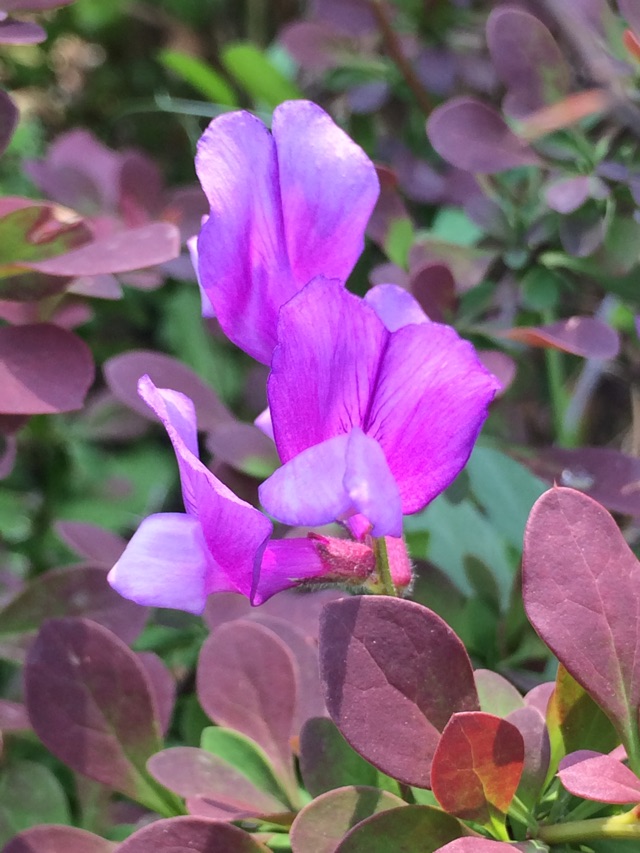 那些花儿 北京城区常见野花 小花生