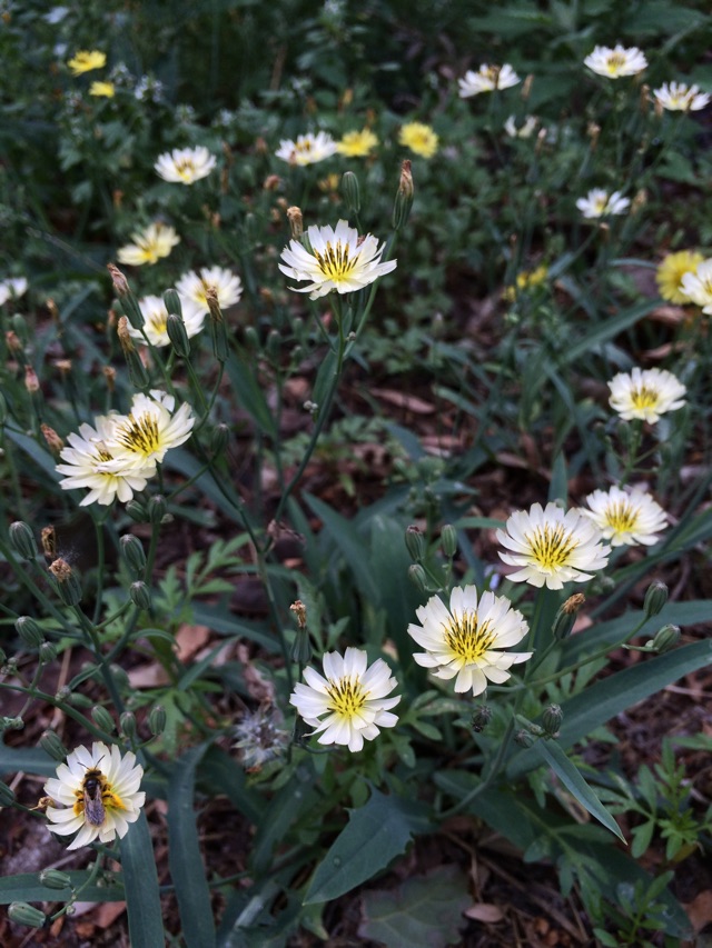 苦菜花黄色或白色,花期4-7月,常与抱茎苦荬菜混生.