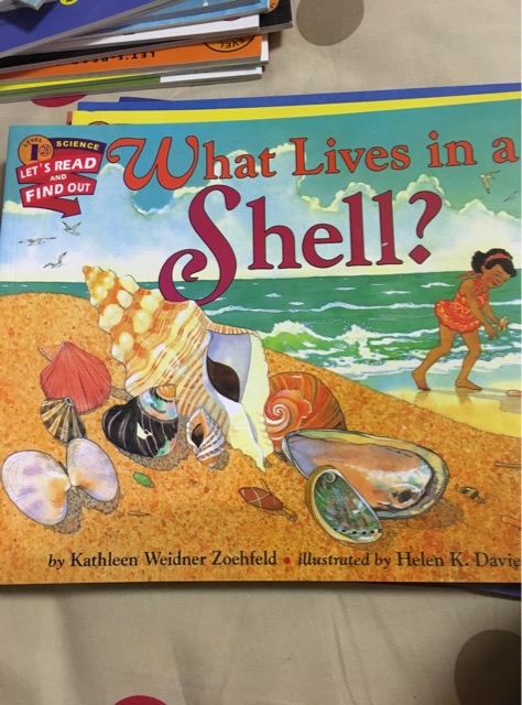 what lives in a shell