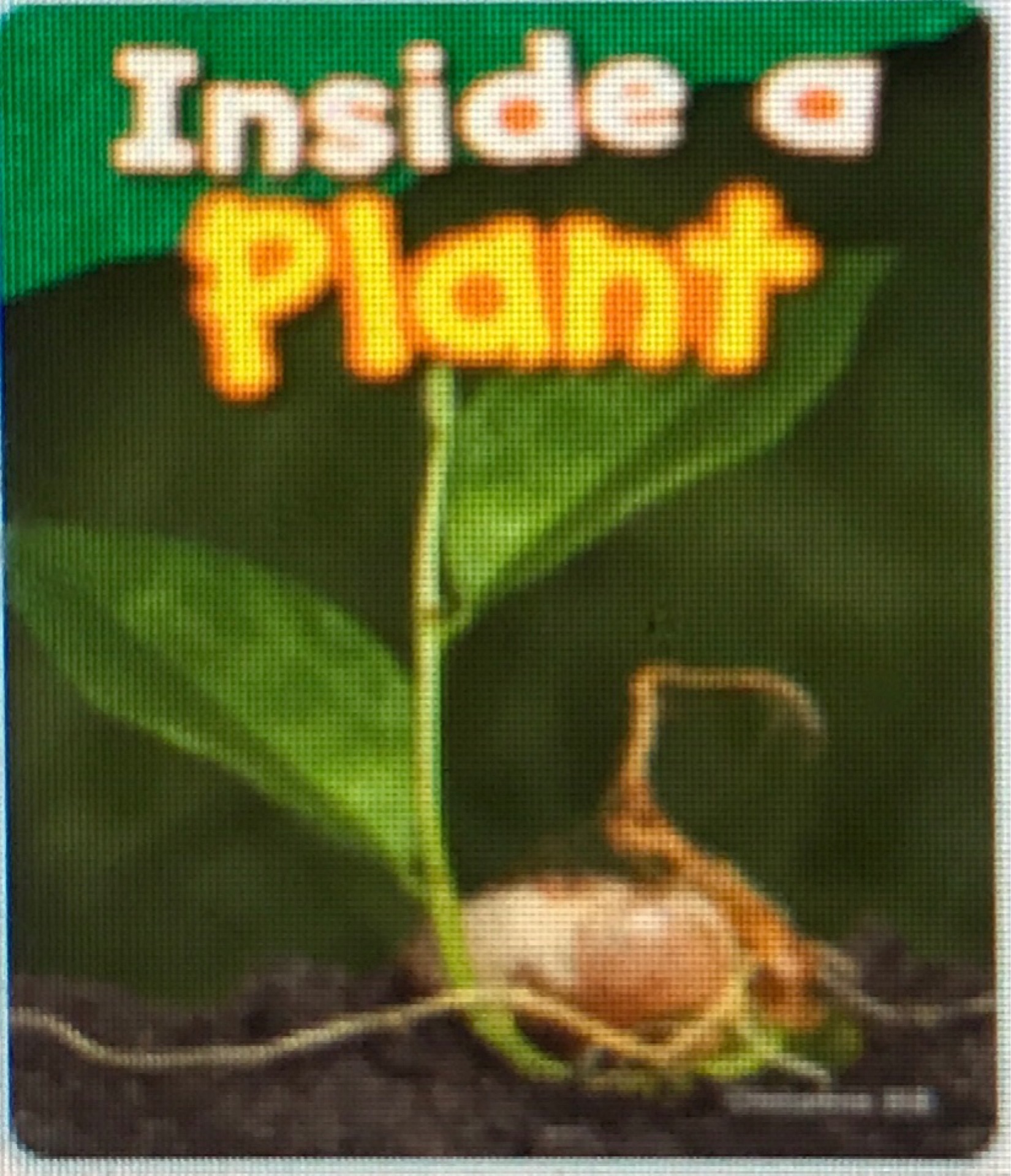 Inside a Plant