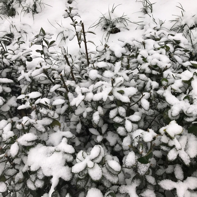 帶娃見識(shí)一下雪