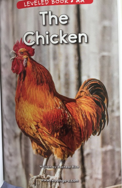 The Chicken