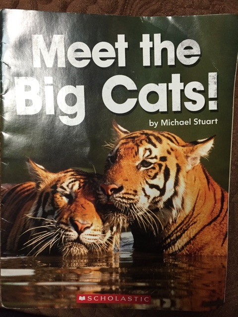 Meet the big cats