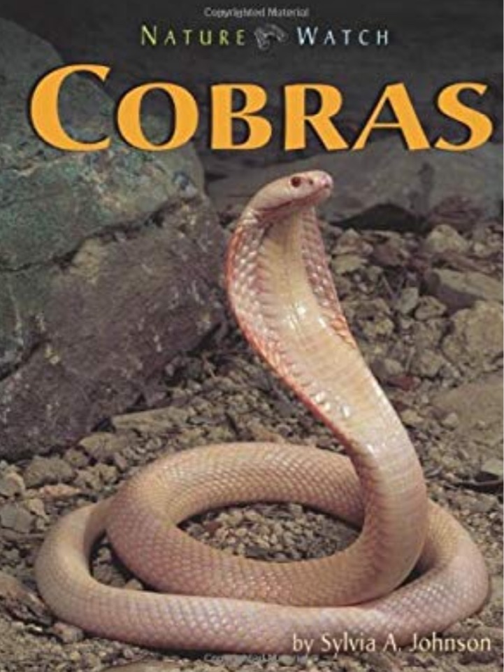 Cobras (Nature Watch)