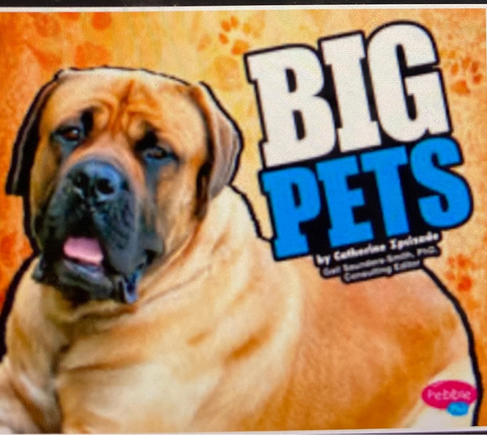 Big pets