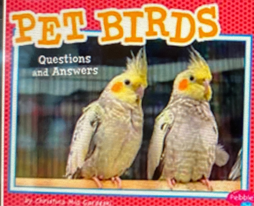 pet birds