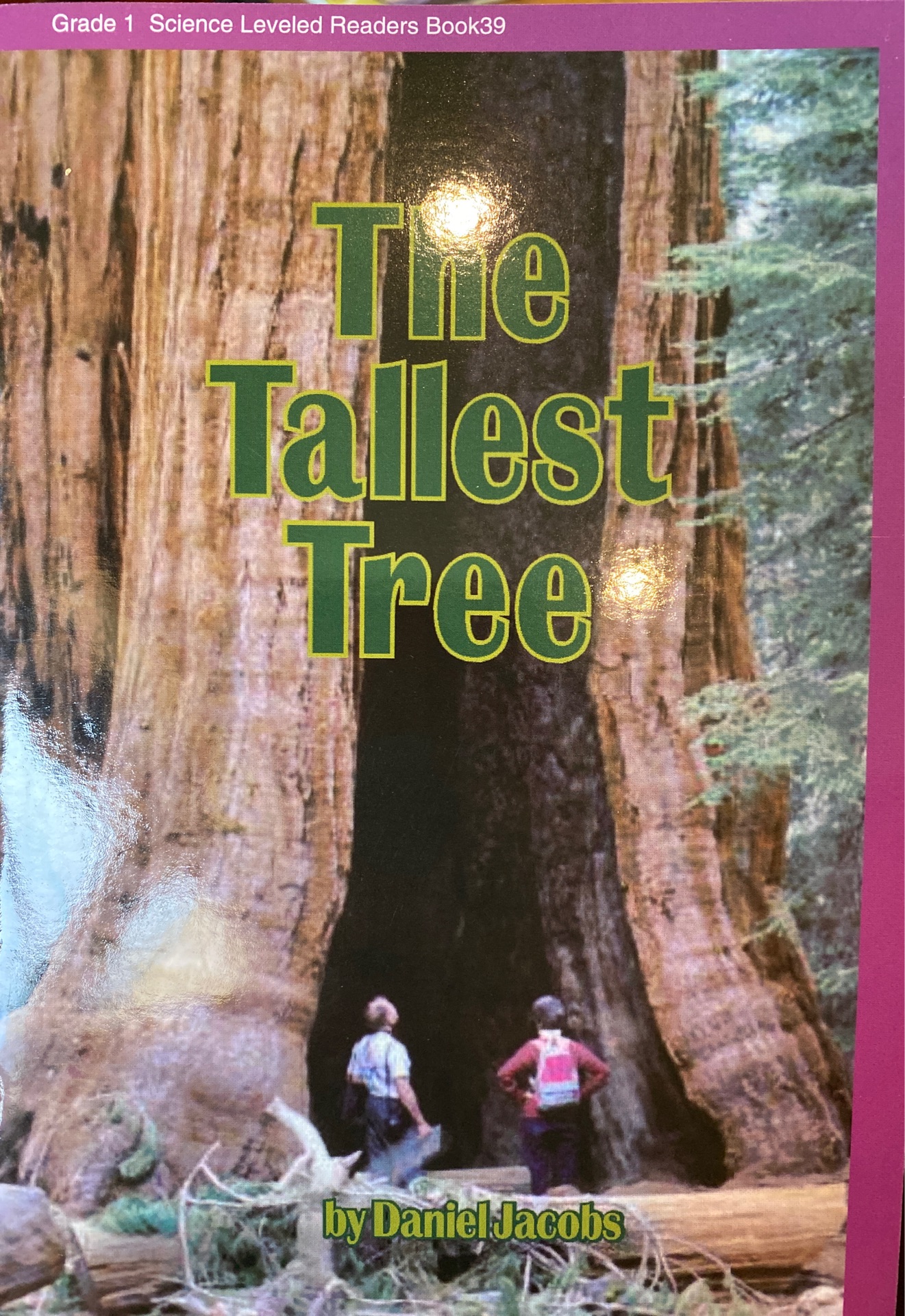 the tallest tree