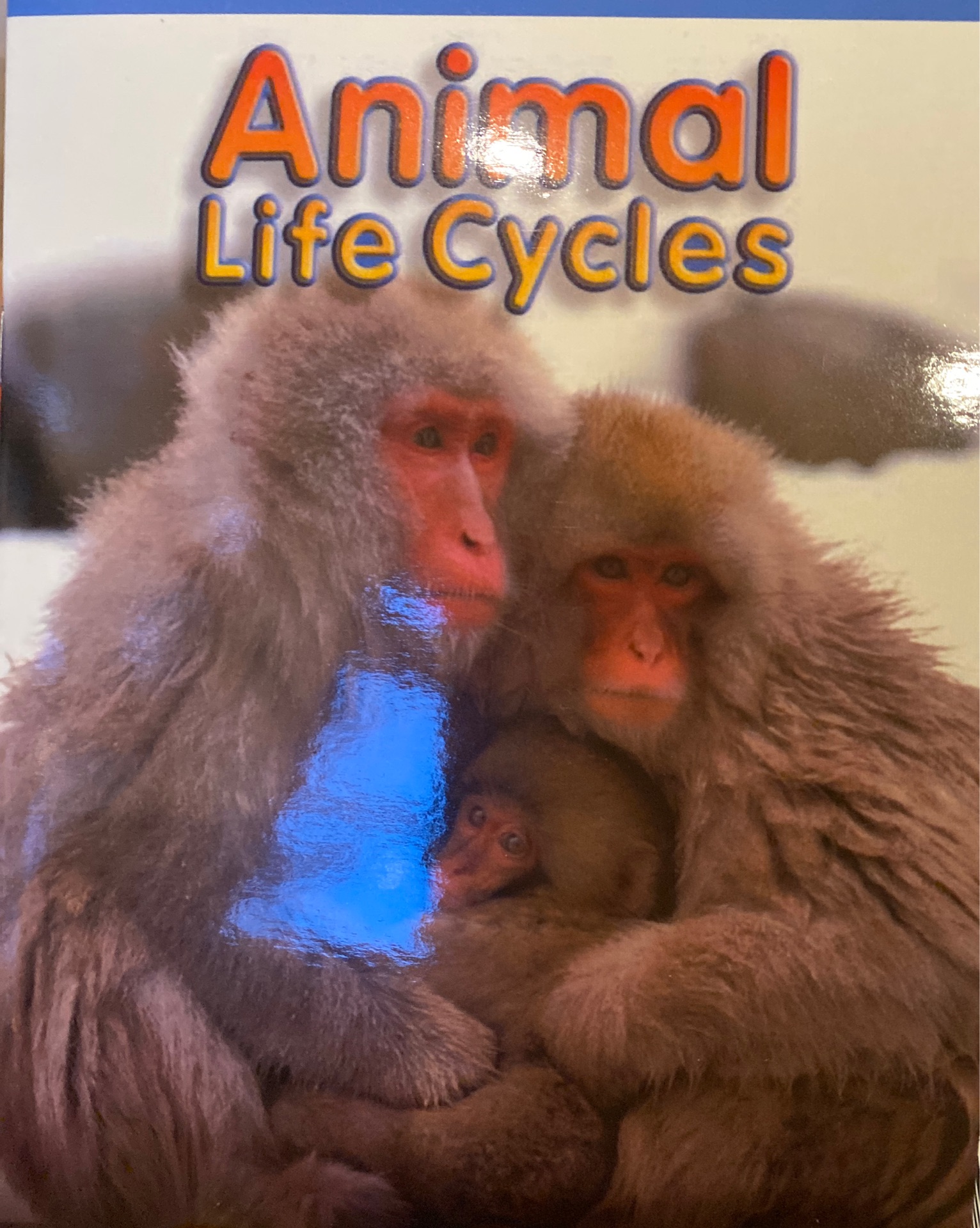 Animal life cycles