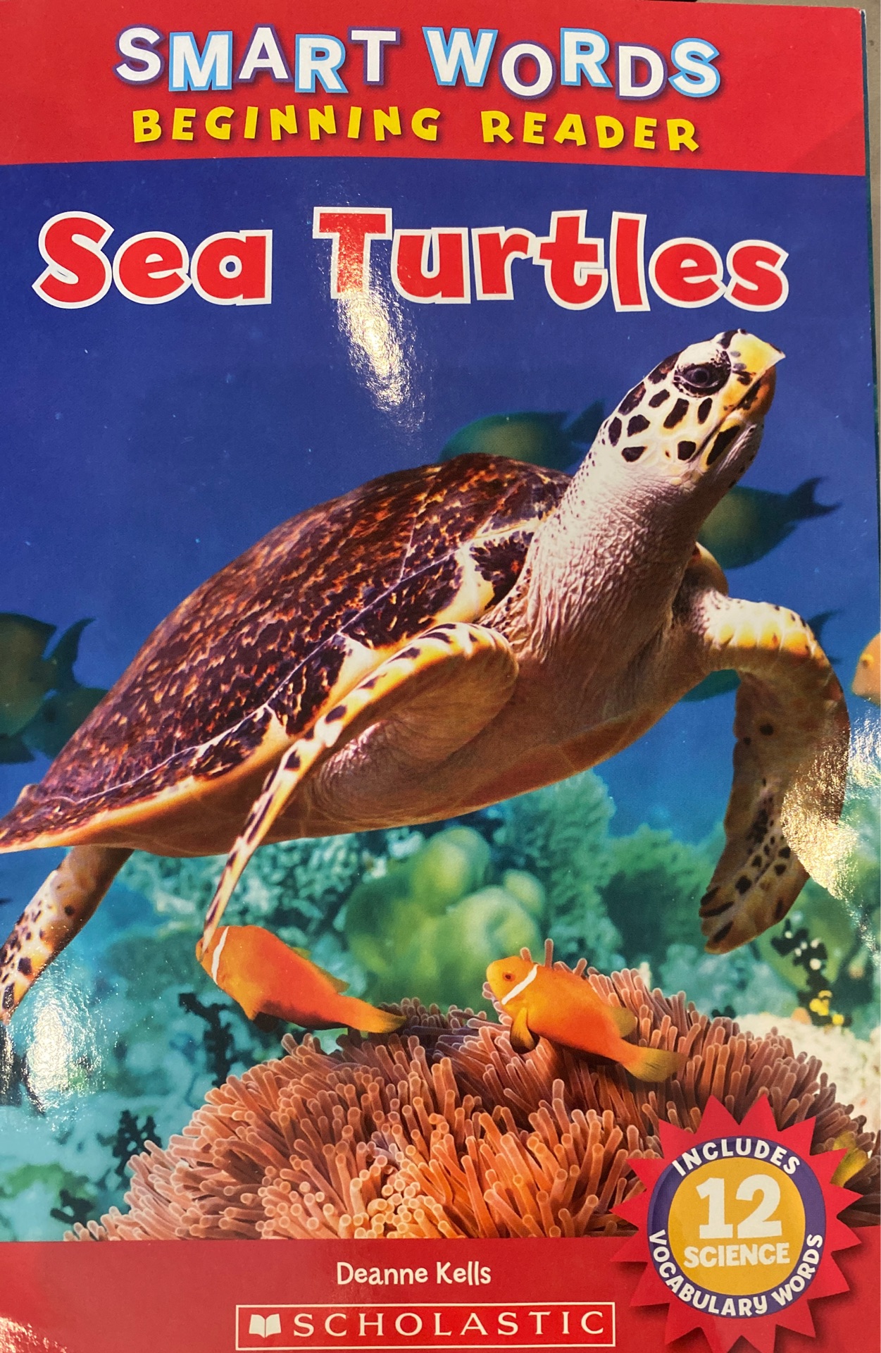 sea turtles