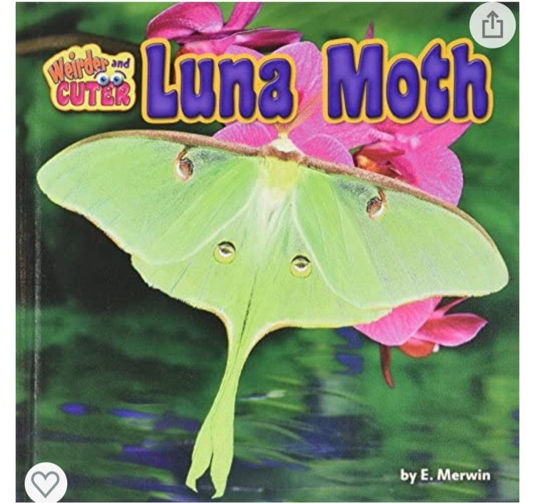 Luna Moth (Weirder and Cuter)