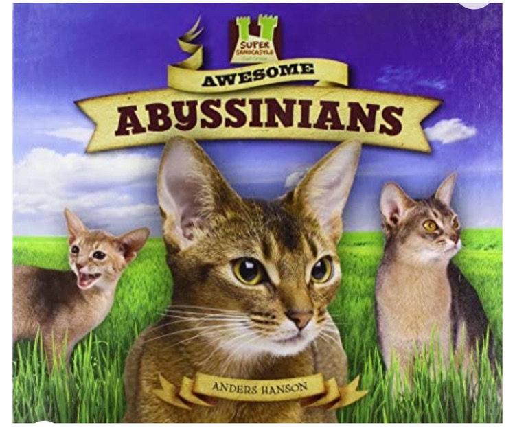 Awesome Abyssinians (Cat Craze)