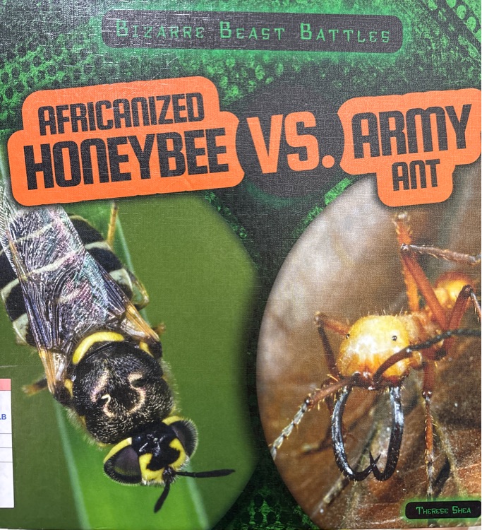 africanized honeybee vs. army ant