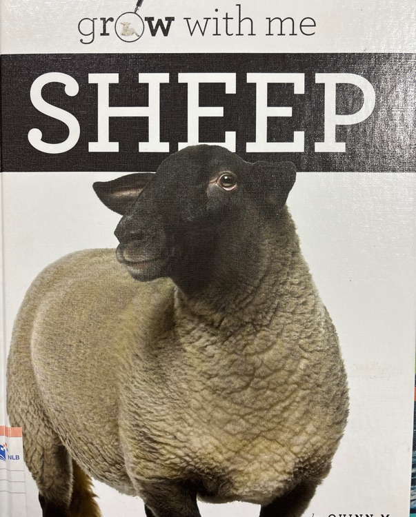 grow with me sheep