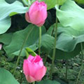 羊?qū)殞毤业膵寢?/></a>
                        </div>
                        <div   id=