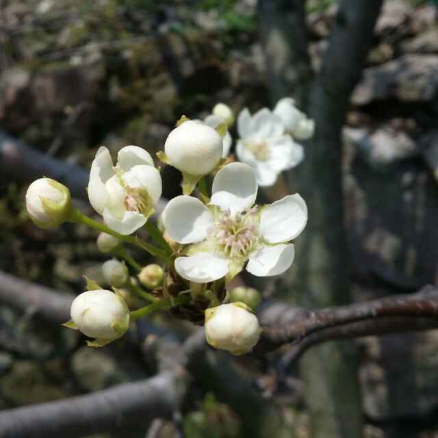 泱泱遠(yuǎn)方