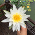 彤言無忌