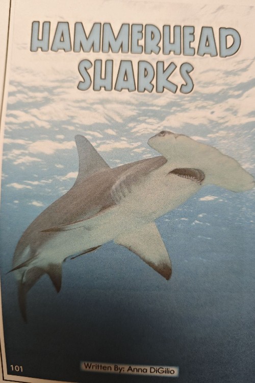 hammerhead sharks