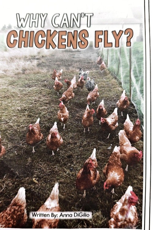 why chicken fly