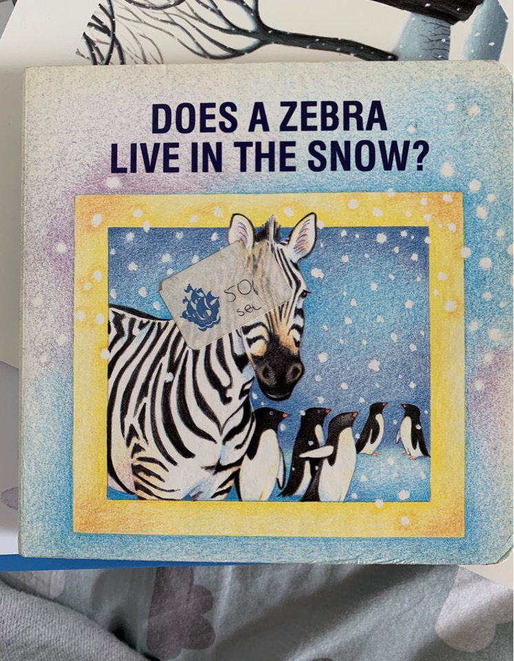 Does a zebra live in the snow