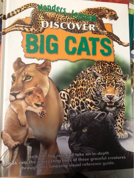 wonders learning discover big cats