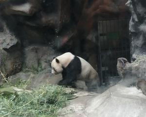 打卡 北京动物园