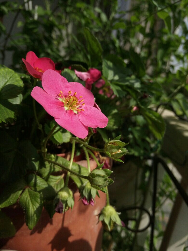 這些花花草草，真