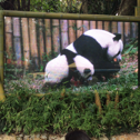 黎明