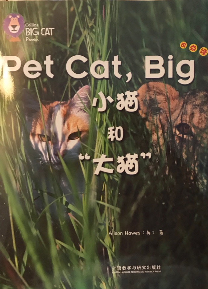 pet cat big cat