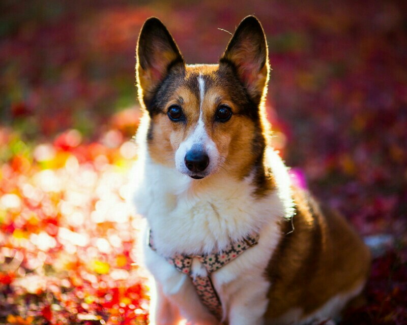 《神奇的警犬》