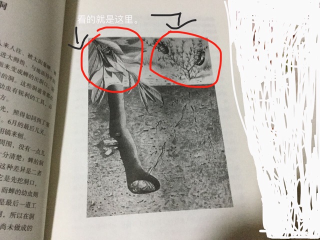 蟬出地洞