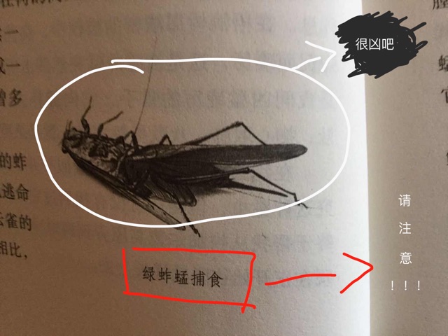 綠蚱蜢
