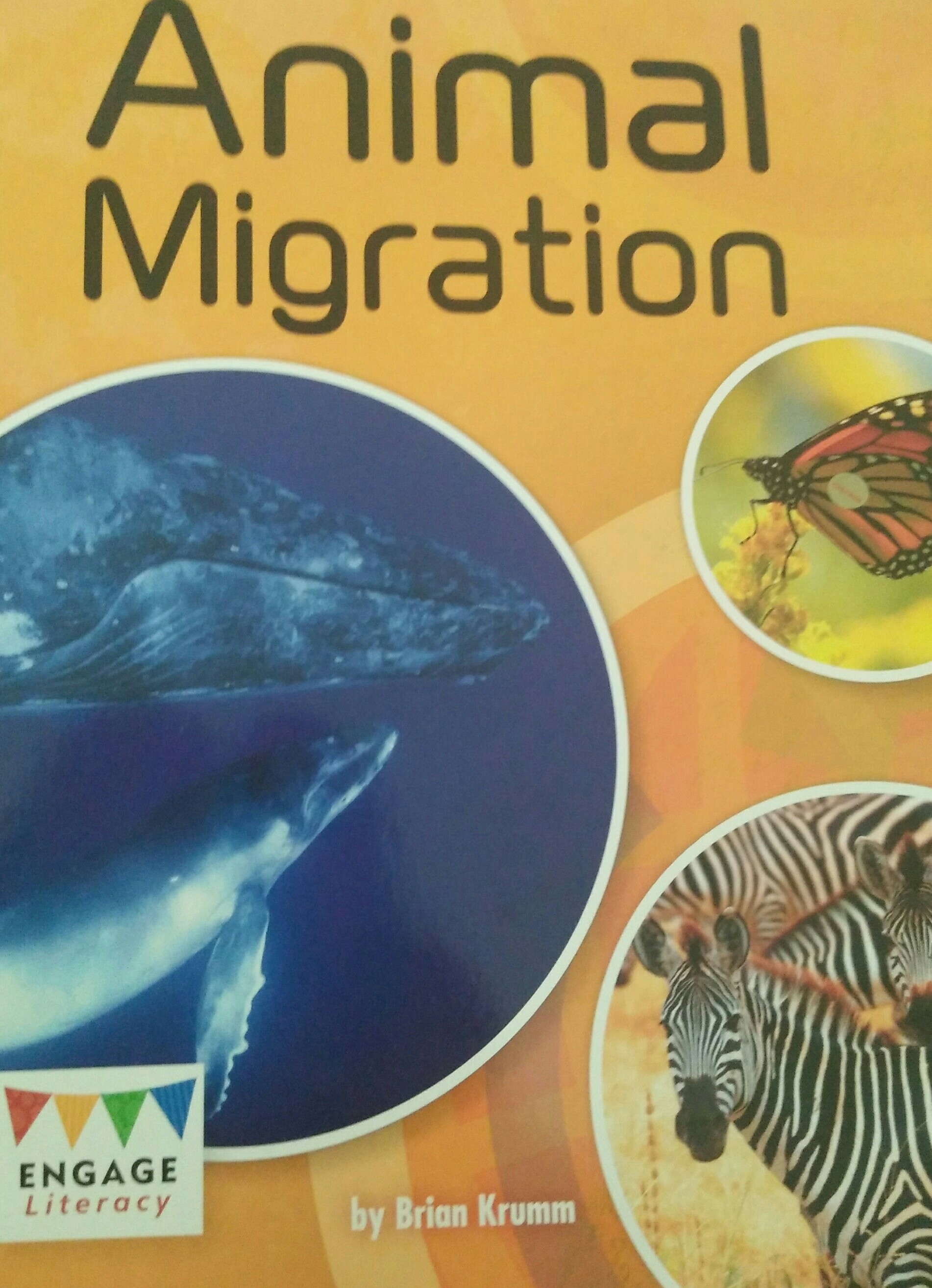 animal migration