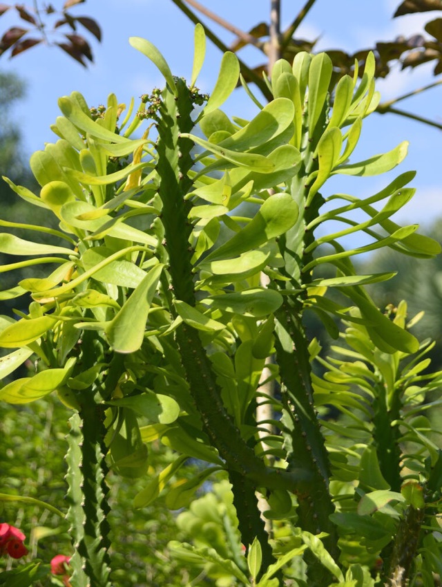 龍骨,別名三角霸王鞭,彩雲閣,很多人以為其為仙人掌科植物,但其實際為