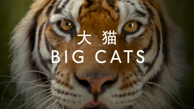 秋老虎與云吸貓