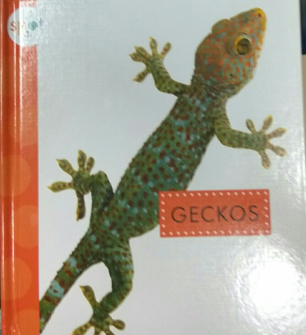 Geckos (Spot Backyard Animals)