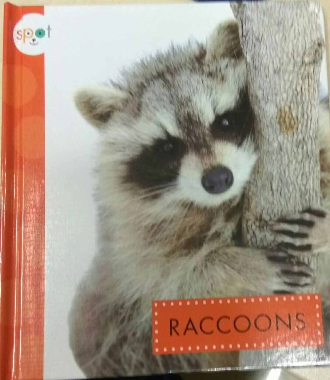 Raccoons (Spot Backyard Animals)