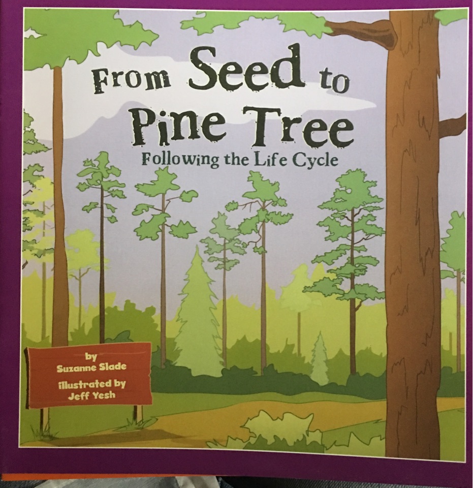 From seed to pine tree