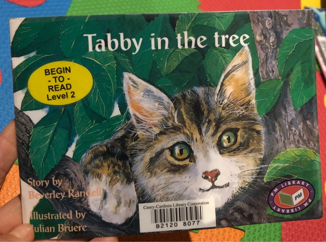 Tabby in the tree