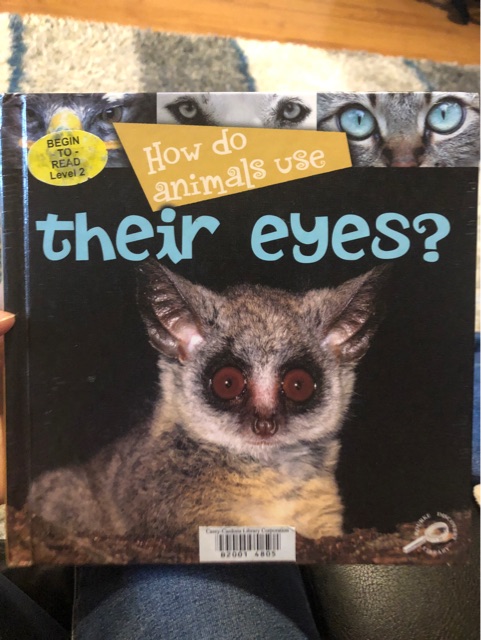 How do animals use their eyes?