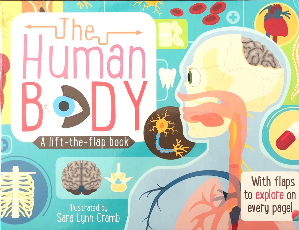 The  Human body