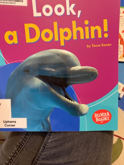 look, a dolphin