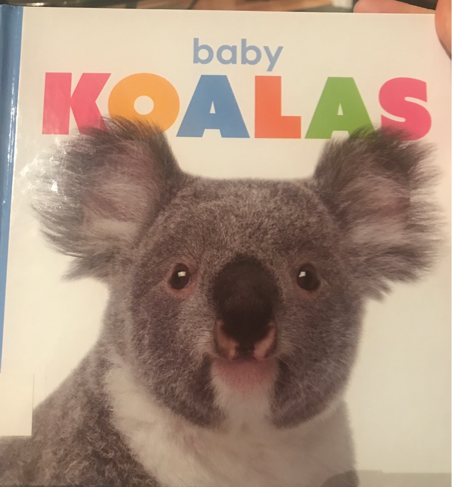 Baby Koalas