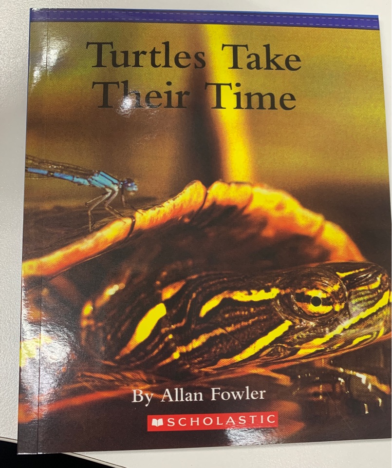 Turtles take their time