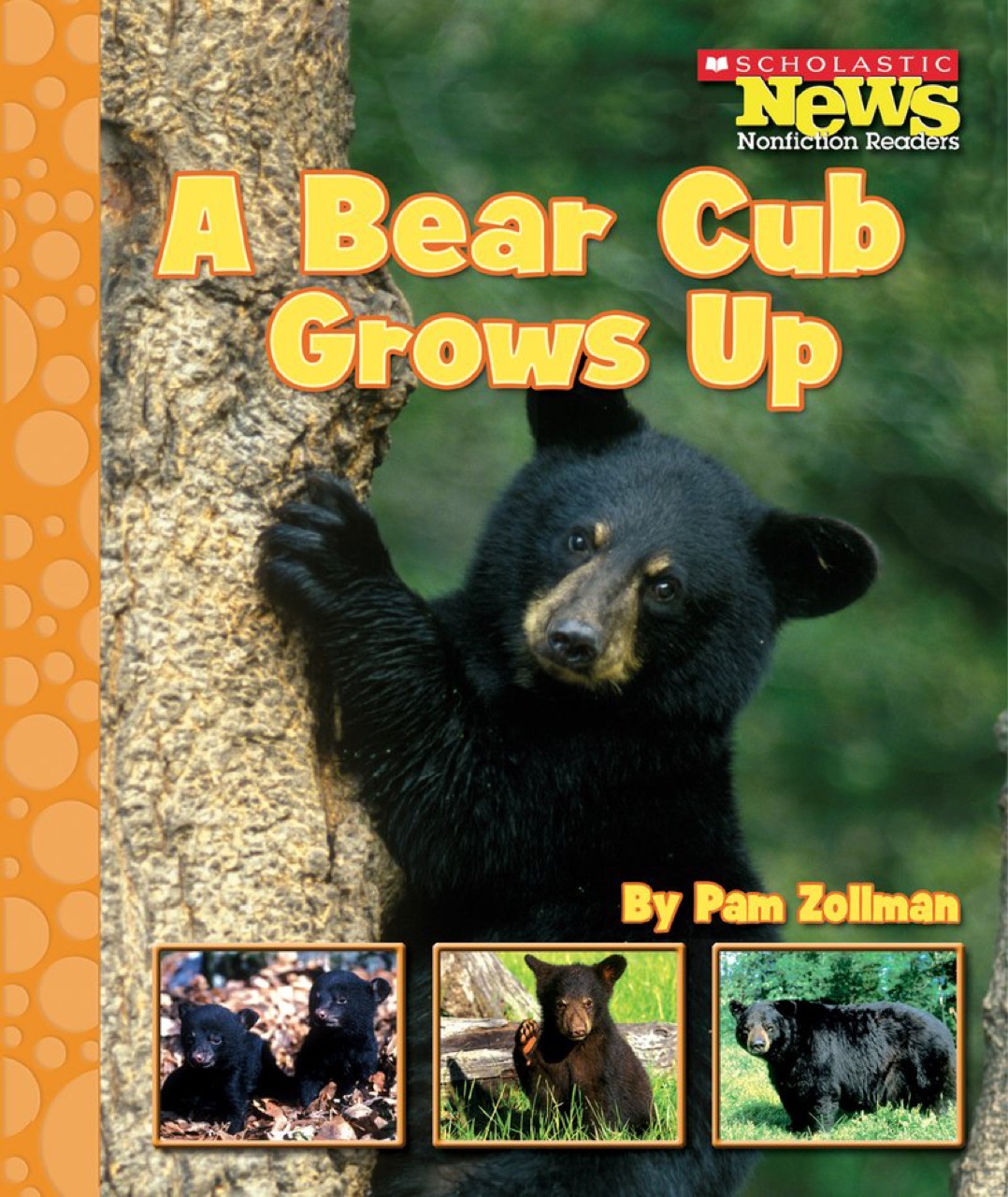 A bear cub grows up