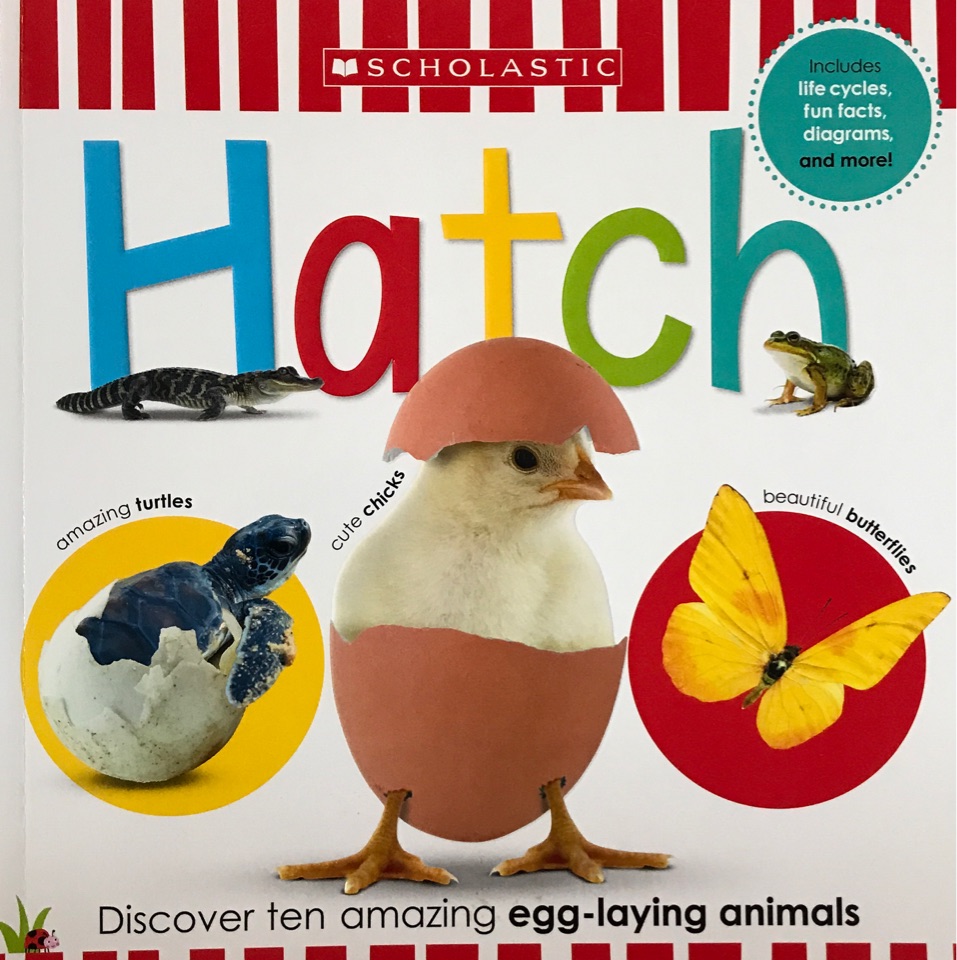 hatch