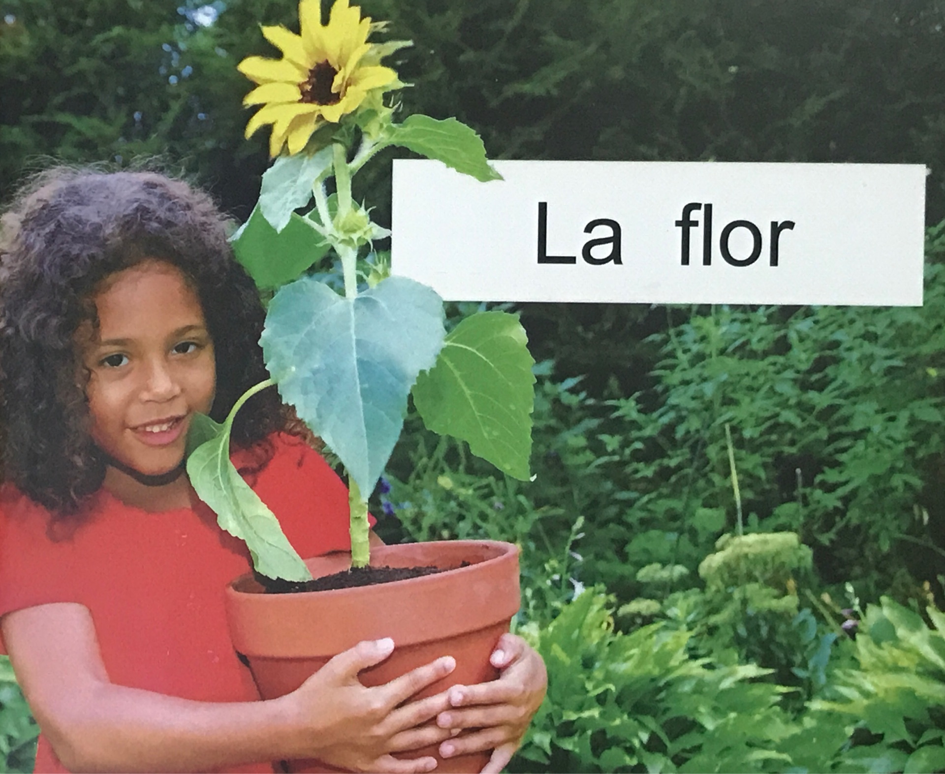 La flor